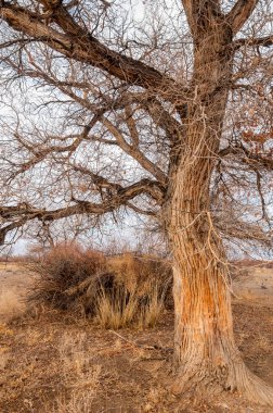 Çöle yakın. Çöl. bozkır.