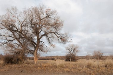 Çöle yakın. Çöl. bozkır.