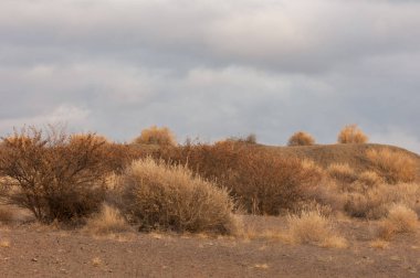Baharın başında bozkır. Doğa, seyahat