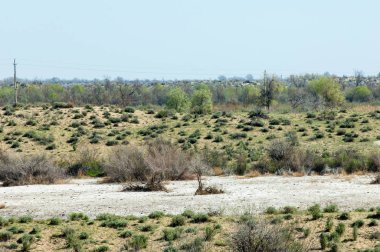 Çöle yakın. Çöl. 