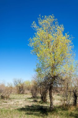 Çöle yakın. Çöl. 