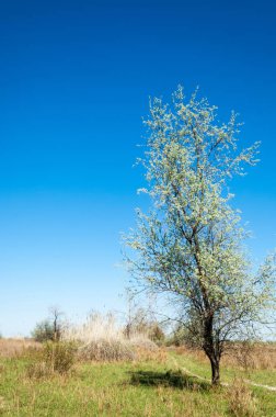 Çöle yakın. Çöl. 