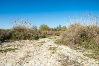 Çöle yakın. Çöl. 
