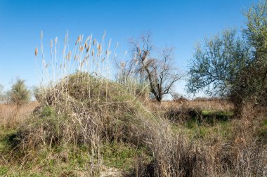 Çöle yakın. Çöl. Bozkır. nehir