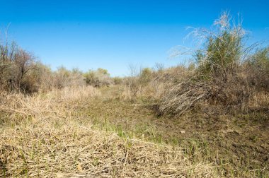 Çöle yakın. Çöl. Bozkır. nehir