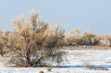 Bozkır, çayır, veld, veldt