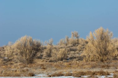 Bozkır, çayır, veld, veldt