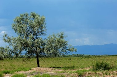 Bozkır, çayır, veld, veldt