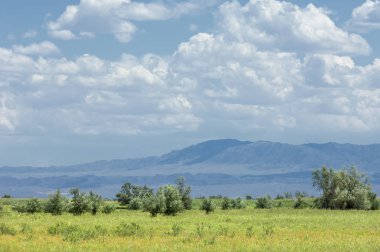 Bozkır, çayır, veld, veldt