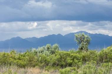 Bozkır, çayır, veld, veldt. 