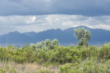 Bozkır, çayır, veld, veldt. 