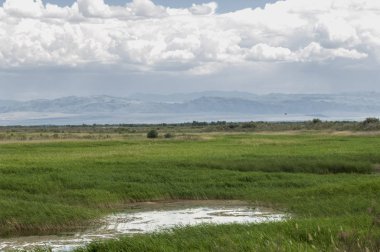 Bozkır, çayır, veld, veldt. 