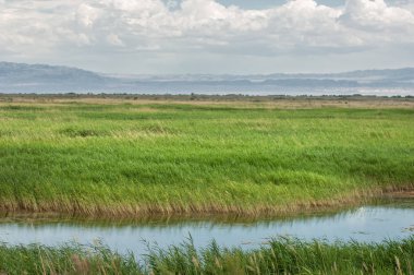 Bozkır, çayır, veld, veldt. 