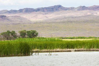 Steppe 'deki nehir. Çayır