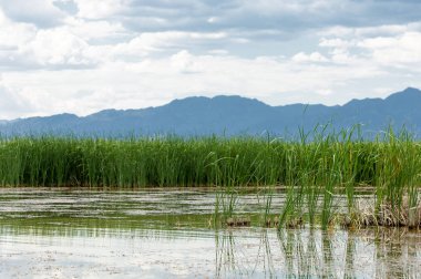 Steppe 'deki nehir. Çayır