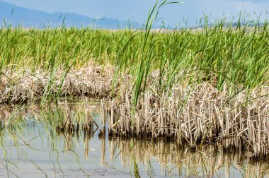 Steppe 'deki nehir. Çayır