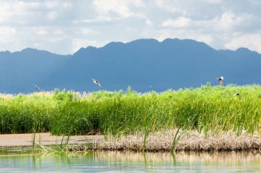 Steppe 'deki nehir. Çayır
