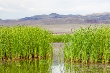 Steppe 'deki nehir. Çayır
