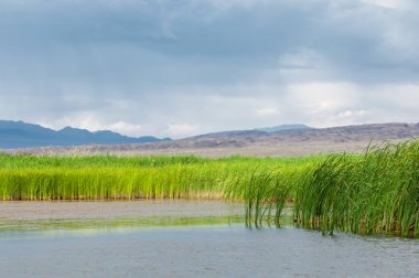 Steppe 'deki nehir. Çayır