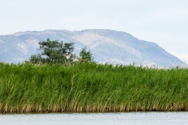 Steppe 'deki nehir. Çayır