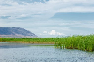Steppe 'deki nehir. Çayır
