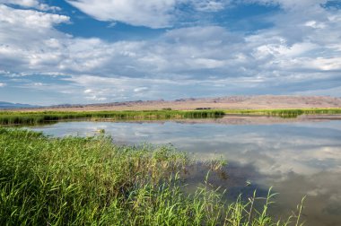 Steppe 'deki nehir. Çayır