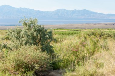 Bozkır, çayır, veld, veldt