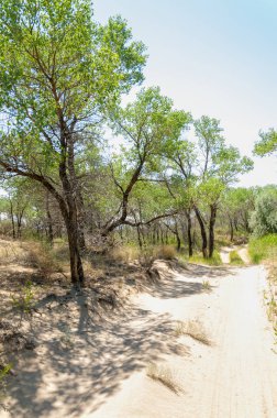 Bozkır, çayır, veld, veldt
