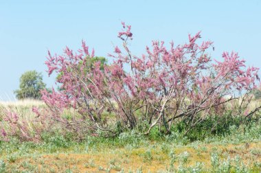 Tamariske. bozkır