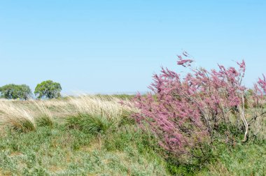 Tamariske. bozkır
