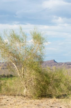 Bozkır yaz. Turgai Kaydet. Çölde Gölü