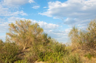 Bozkır yaz. Turgai Kaydet. Çölde Gölü