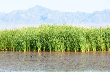 Bozkır yaz. Turgai Kaydet. Çölde Gölü