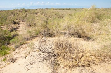 Bozkır yaz. Turgai Kaydet. Çölde Gölü