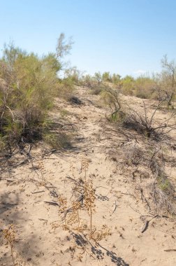 Bozkır yaz. Turgai Kaydet. Çölde Gölü