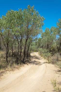 Bozkır yaz. Turgai Kaydet. Çölde Gölü