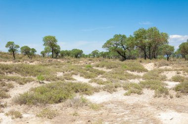 Bozkır yaz. Turgai Kaydet. Çölde Gölü