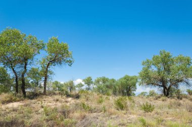 Bozkır yaz. Turgai Kaydet. Çölde Gölü