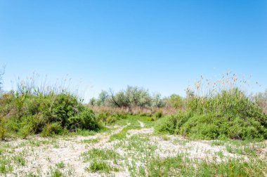 Bozkır, çayır, veld, veldt