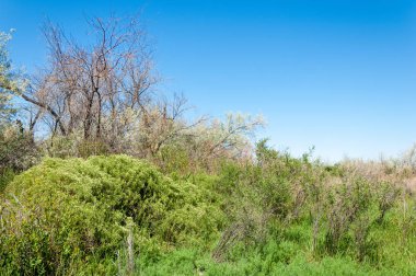 Bozkır, çayır, veld, veldt