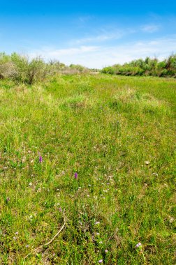 Bozkır, çayır, veld, veldt