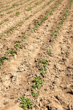 Baharın başında çilek yetişiyor.