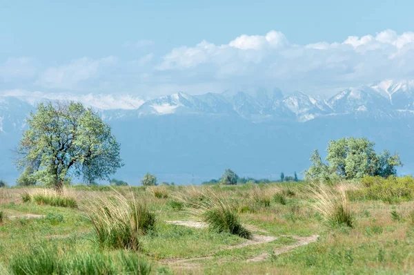 Steppe — Stock Photo, Image