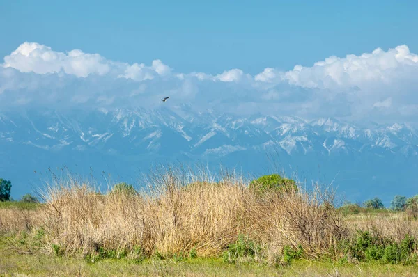 Steppe — Stockfoto