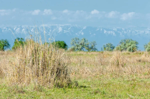 Steppe — Stockfoto