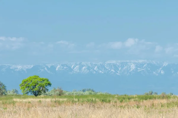 Steppe — Stockfoto