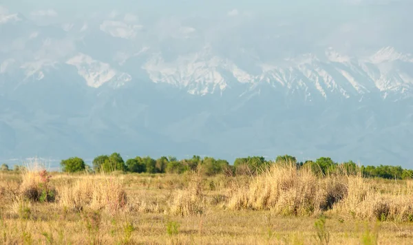 Steppe — Stockfoto