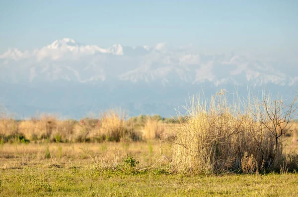 Steppe — Stock fotografie