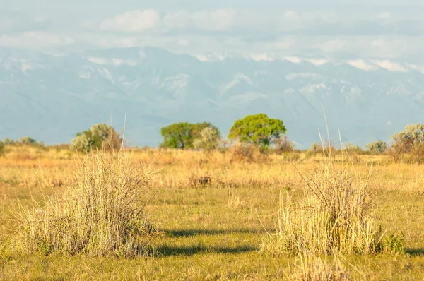 Steppe — Stockfoto