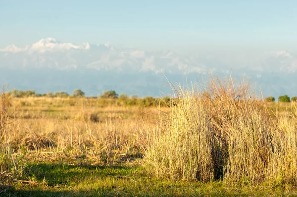 Steppe — Stockfoto